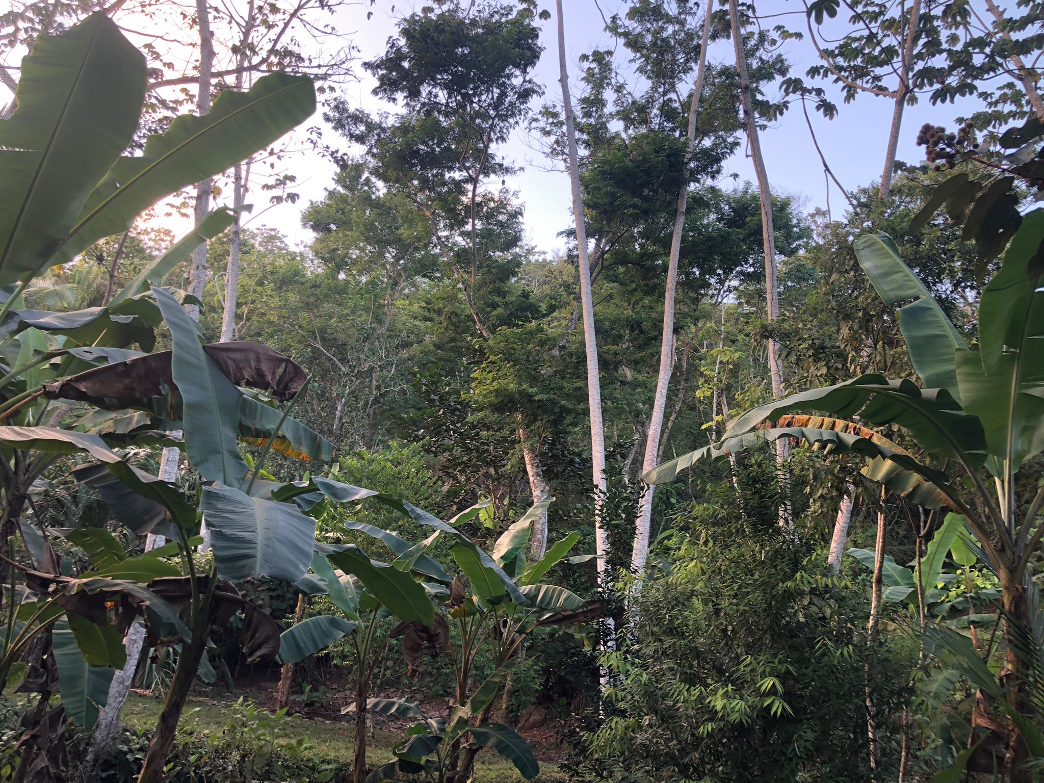 Oportunidad única de inversión Finca de 30000 m2 en Arado Río Congo La Chorrera - Imagen ampliada 12