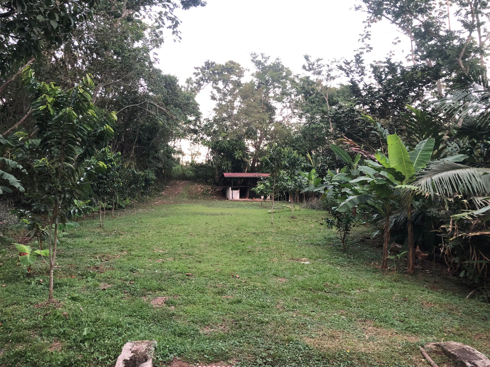 Oportunidad única de inversión Finca de 30000 m2 en Arado Río Congo La Chorrera - Imagen ampliada 4