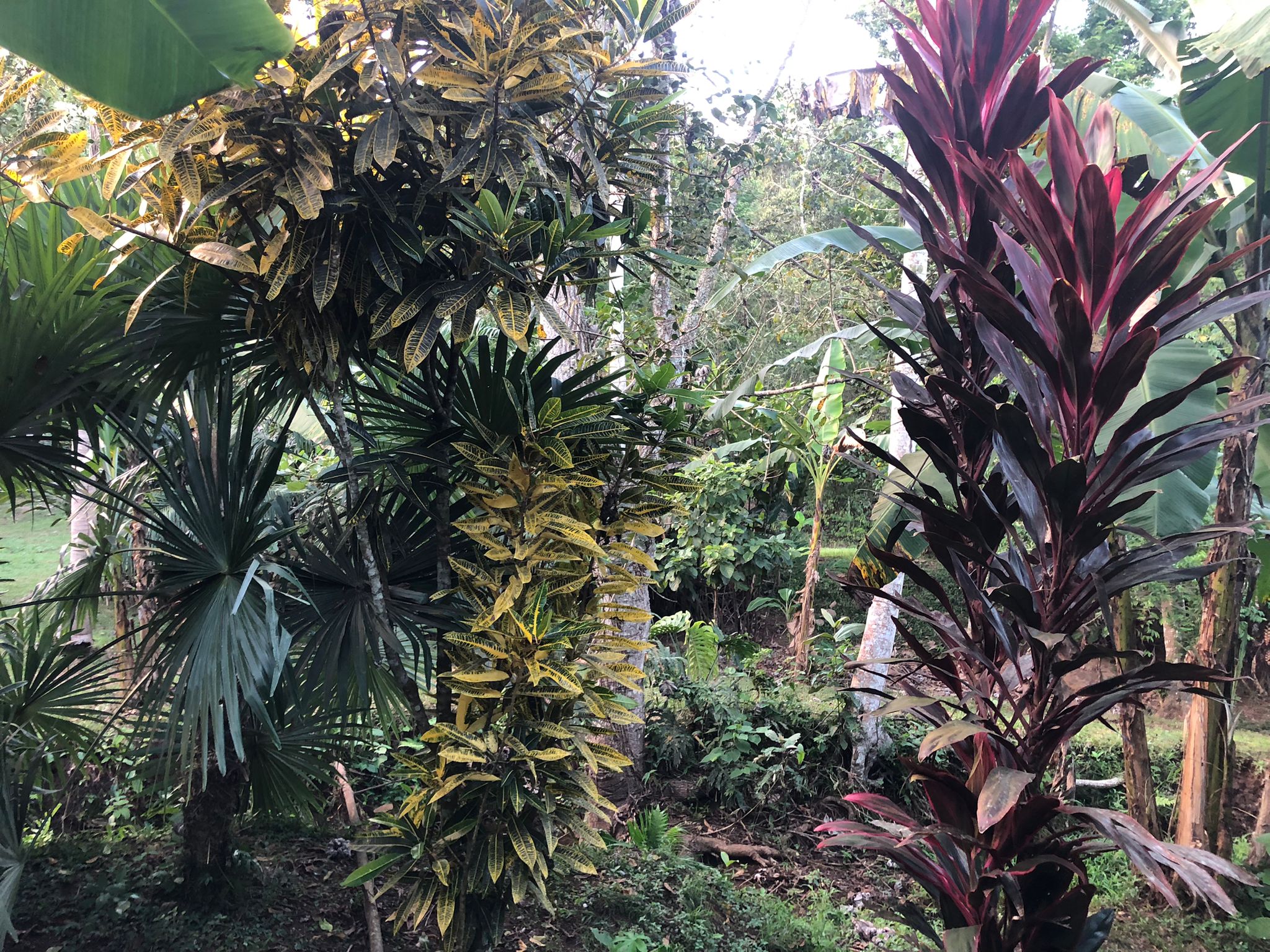 Oportunidad única de inversión Finca de 30000 m2 en Arado Río Congo La Chorrera - Imagen ampliada 14