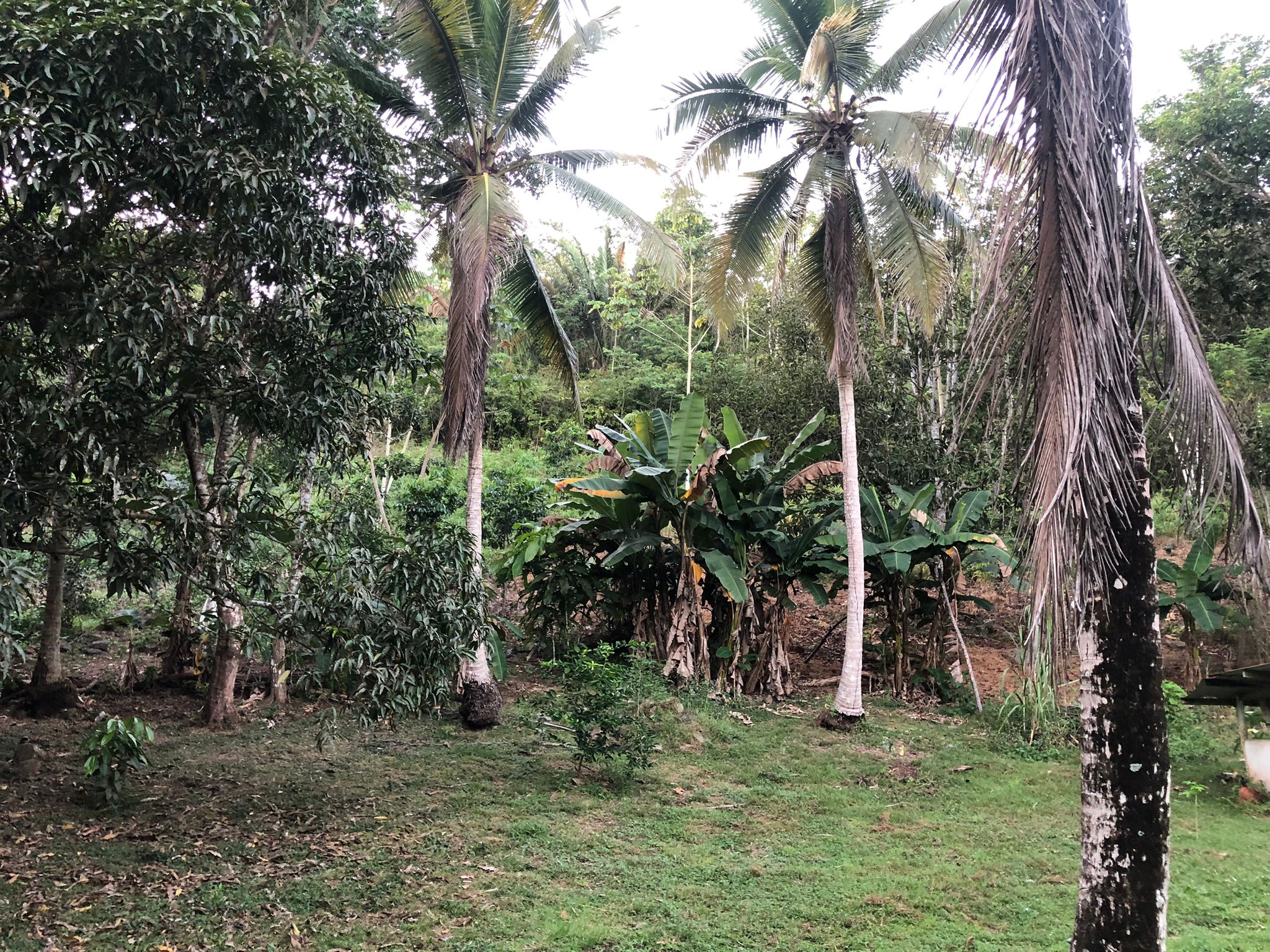 Oportunidad única de inversión Finca de 30000 m2 en Arado Río Congo La Chorrera - Imagen ampliada 8