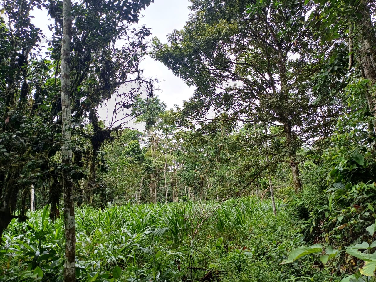 VENTA DE FINCA EN EL ORIENTE ECUATORIANO - Imagen ampliada 3