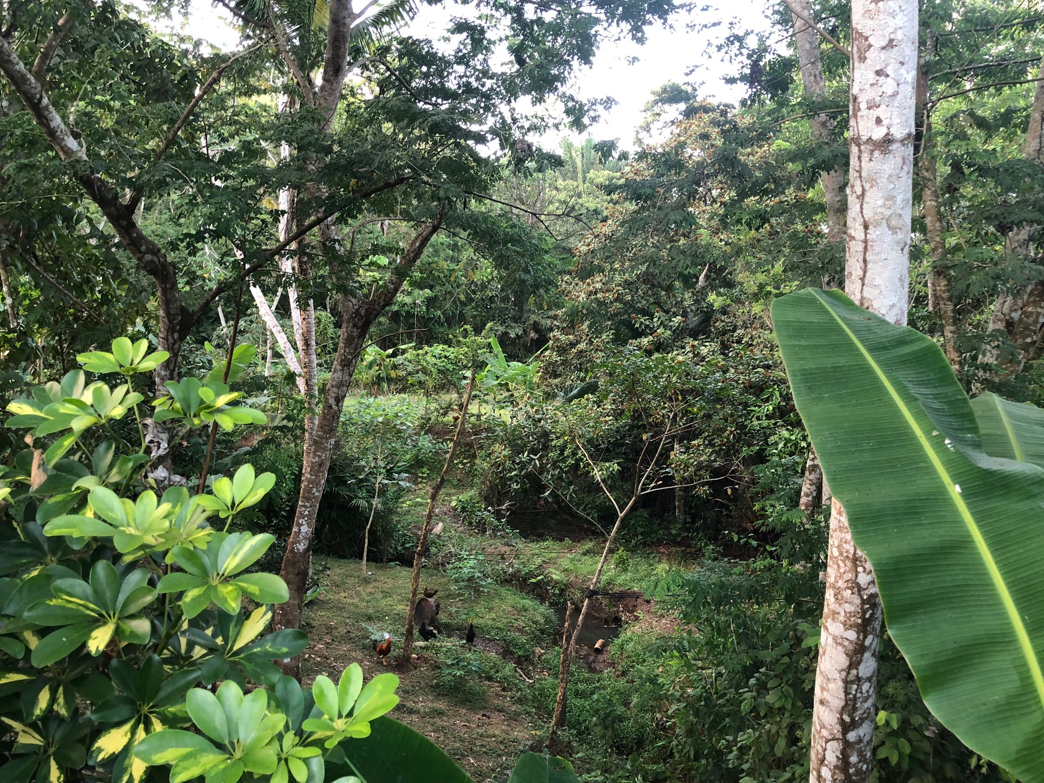 Oportunidad única de inversión Finca de 30000 m2 en Arado Río Congo La Chorrera - Imagen ampliada 11