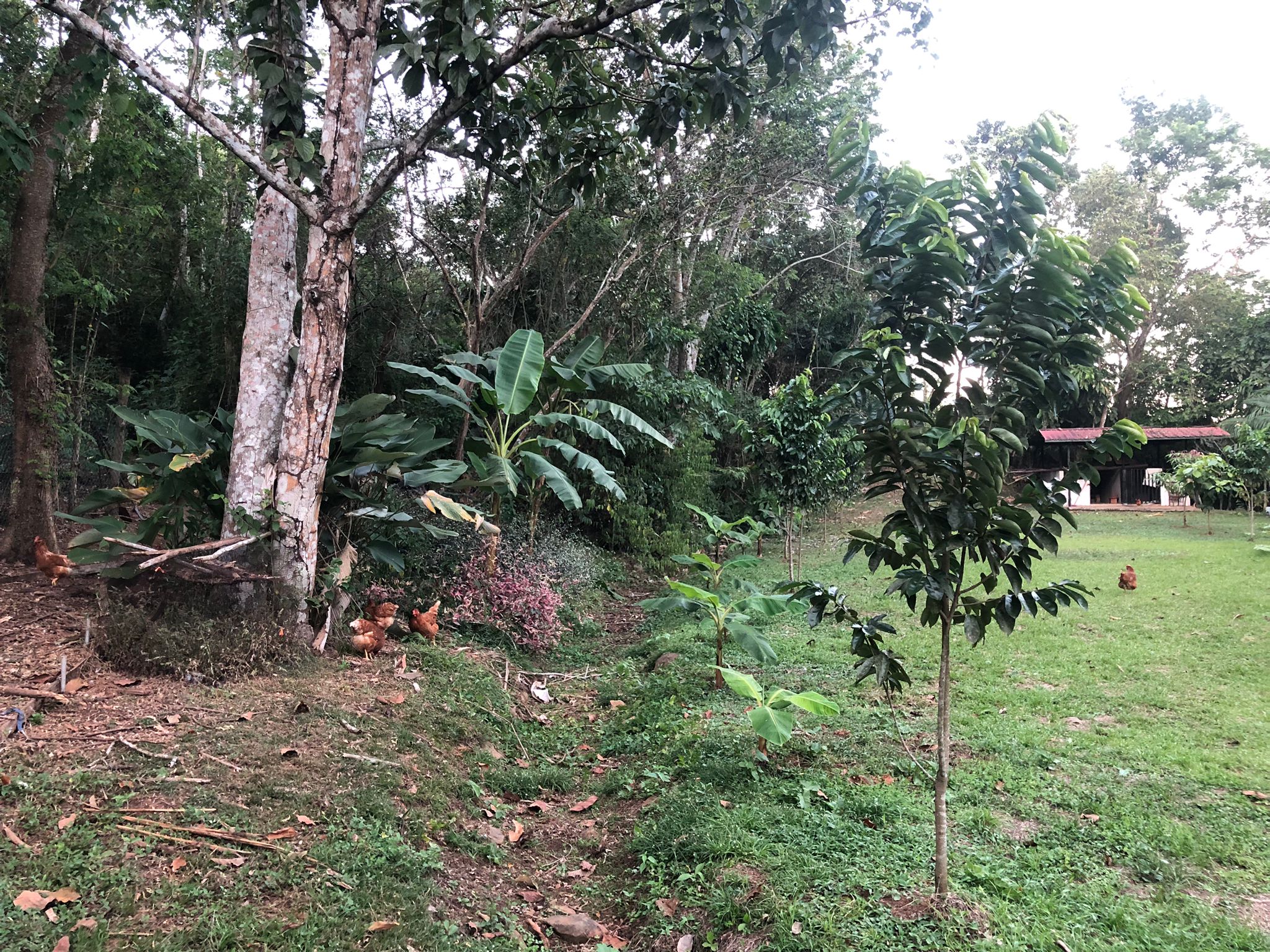 Oportunidad única de inversión Finca de 30000 m2 en Arado Río Congo La Chorrera - Imagen ampliada 3