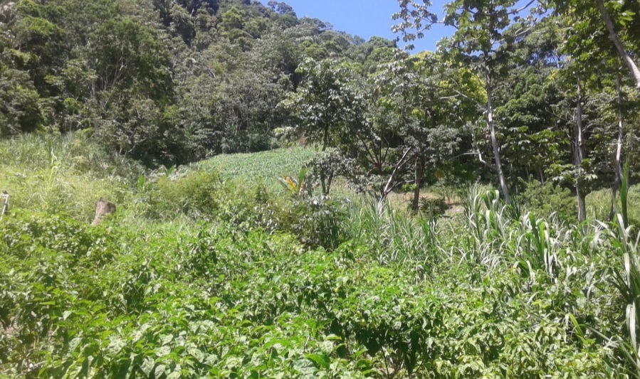 PROPIEDAD DE 7 MANZANAS - Imagen ampliada 1