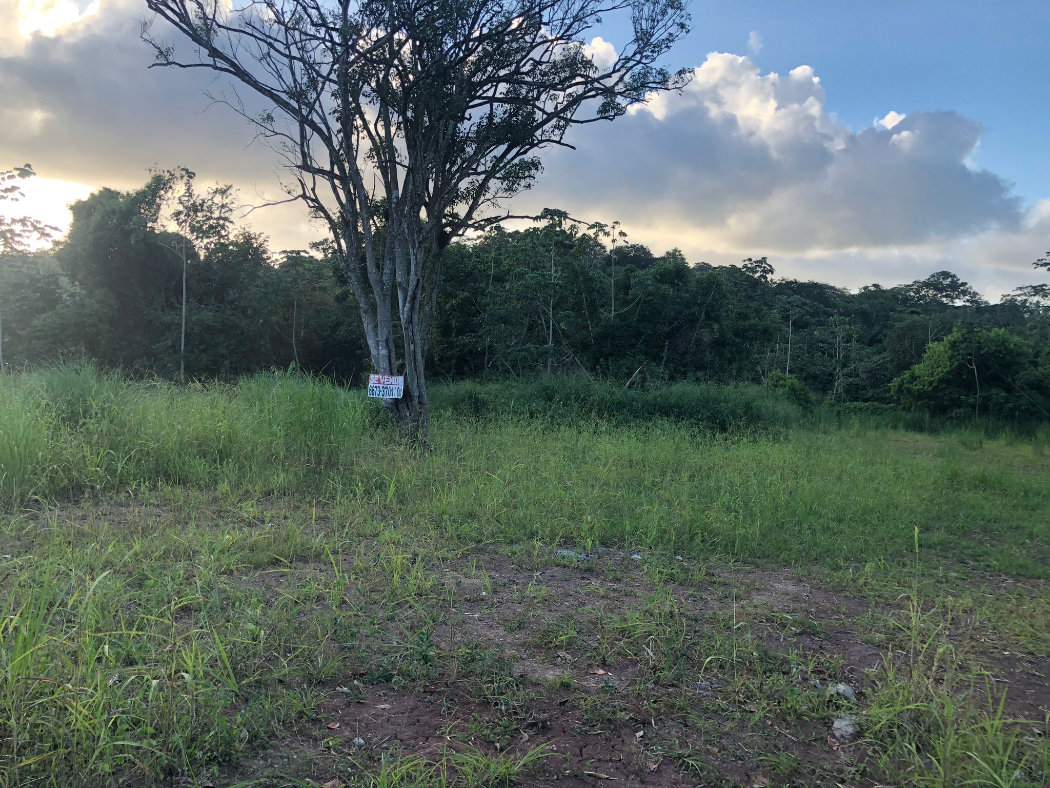 Inversión Estratégica Finca de 20500 m2 para Desarrollo Residencial en Nuevo Emperador Provincia de Panamá Oeste - Imagen ampliada 6